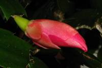140108cactusflower36.jpg