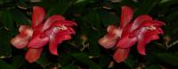140110cactusflower38_3dcross.jpg