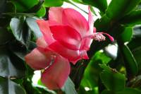 140111cactusflower39.jpg