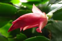 140115cactusflower44.jpg
