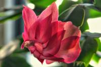 140119cactusflower48.jpg