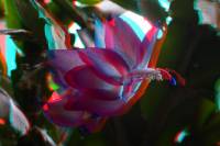 140123cactusflower50_3Danagl.jpg
