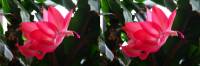 140123cactusflower50_3Dcross.jpg