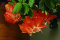 cactusflower141022-01.jpg