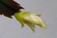 cactusflower141022-02.jpg