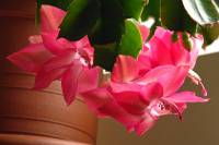 cactusflower141023-01.jpg