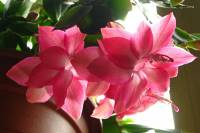 cactusflower141023-02.jpg