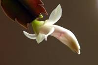 cactusflower141023-03.jpg