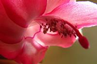 cactusflower141023-04.jpg