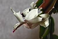 cactusflower141024-01.jpg