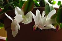 cactusflower141024-02.jpg