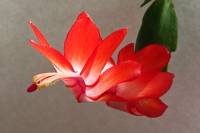 cactusflower141024-03.jpg