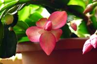 cactusflower141026-00.jpg