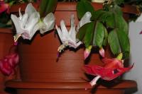 cactusflower141026-01.jpg
