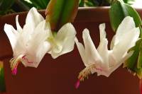 cactusflower141026-02.jpg