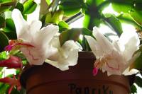 cactusflower141026-03.jpg