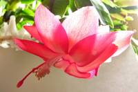 cactusflower141026-04.jpg