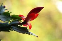 cactusflower141027-01.jpg