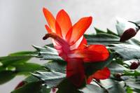 cactusflower141027-02.jpg