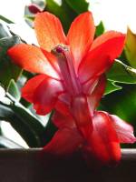 cactusflower141027-03.jpg