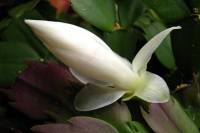 cactusflower141027-04.jpg