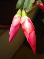 cactusflower141027-05.jpg