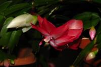 cactusflower141027-06.jpg