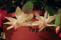 cactusflower141027-07.jpg