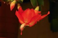 cactusflower141027-08.jpg