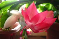 cactusflower141028-01.jpg
