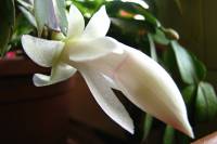 cactusflower141028-02.jpg