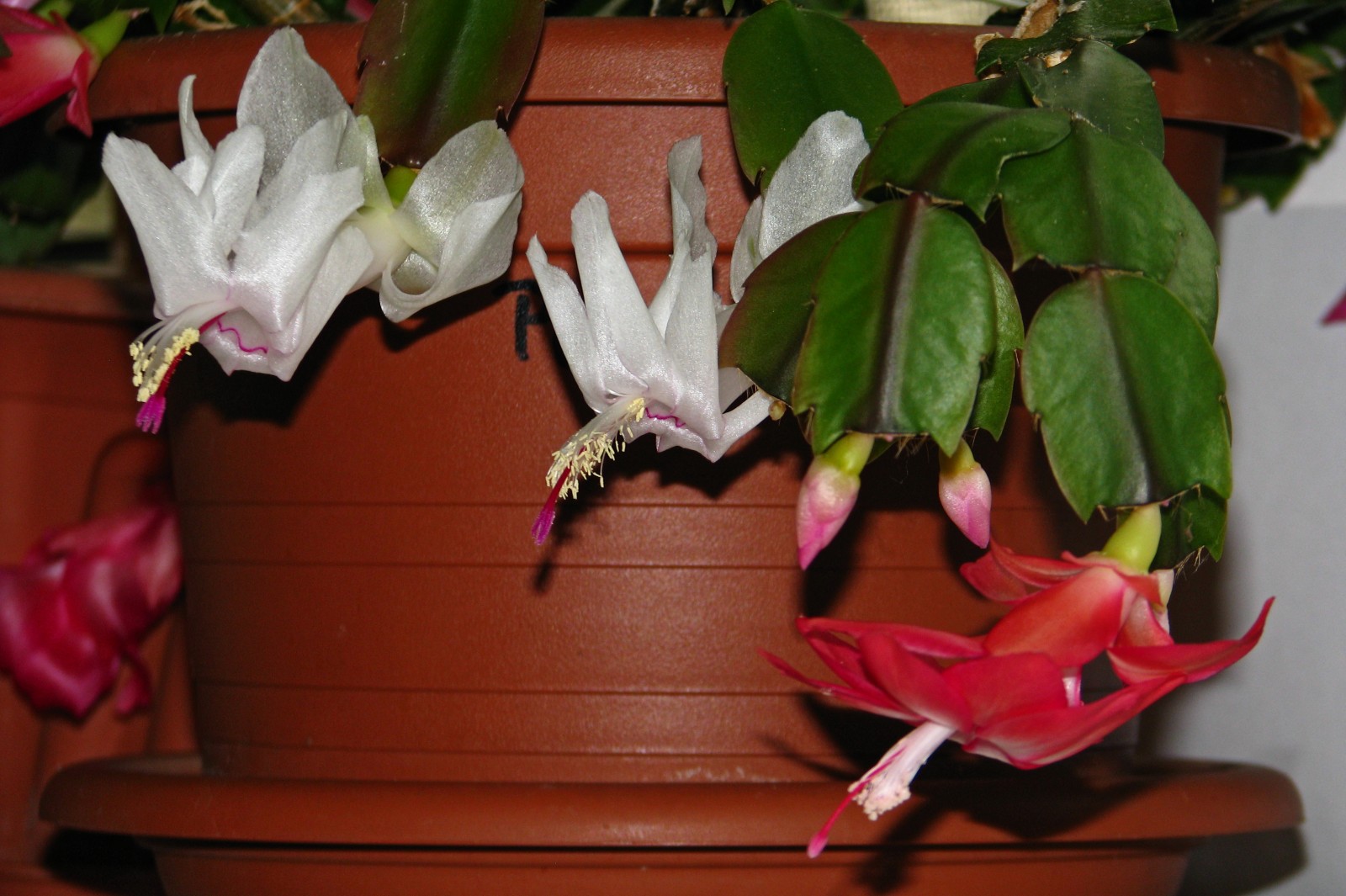 cactusflower141026-01.jpg