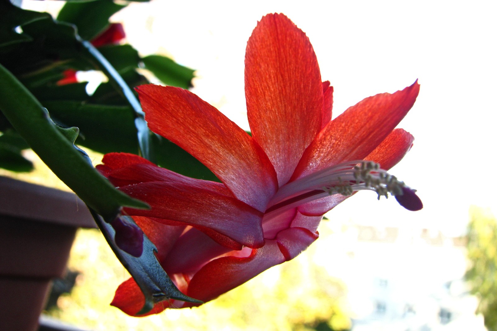 cactusflower141102-01.jpg