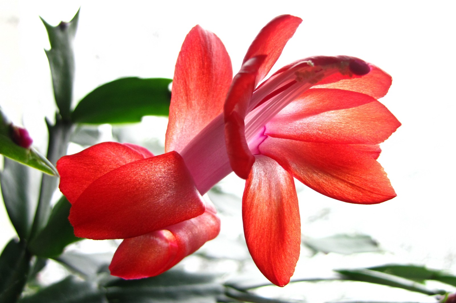 cactusflower141220-02.jpg