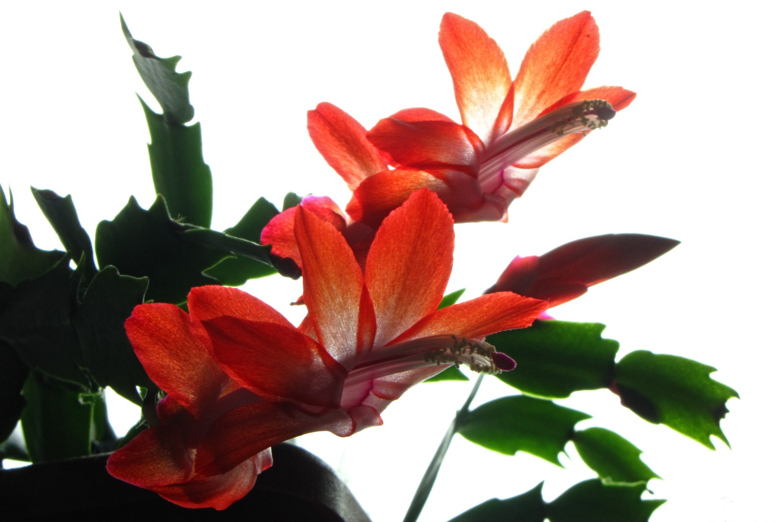 cactusflower141223-01.jpg