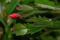 cactusflower001-140118.jpg
