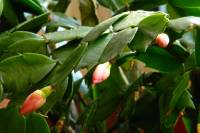 cactusflower005-140122.jpg