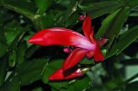 cactusflower006-140125.jpg