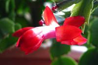 cactusflower007-140126.jpg