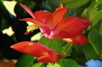 cactusflower009-140228.jpg
