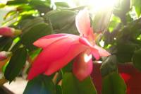 cactusflower011-140302.jpg