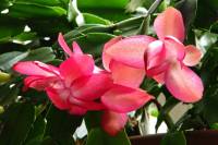 cactusflower012-140303.jpg