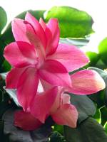 cactusflower015-140306.jpg