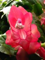 cactusflower017-140307.jpg