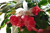 cactusflower021-140313.jpg