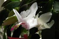cactusflower022-140315.jpg