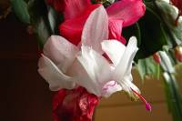 cactusflower023-140315.jpg