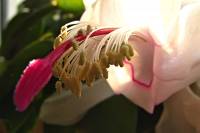 cactusflower026-140326.jpg