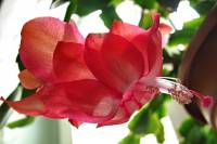 cactusflower028-140418.jpg