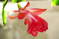 cactusflower029-140416.jpg